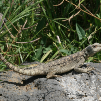 Lézard